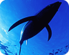 BIG TUNA . Рестораны Москвы