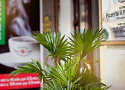 PIZZERIA IL POMODORO 